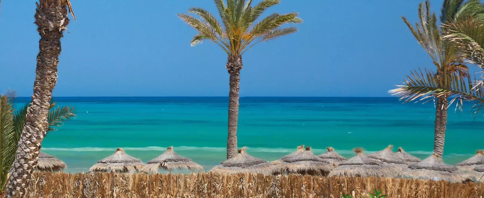 Vue sur la mer turquoise de Djerba avec des palmiers 