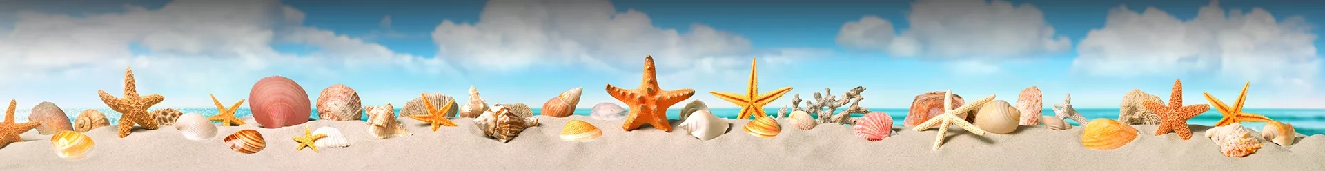 coquillages sur la plage