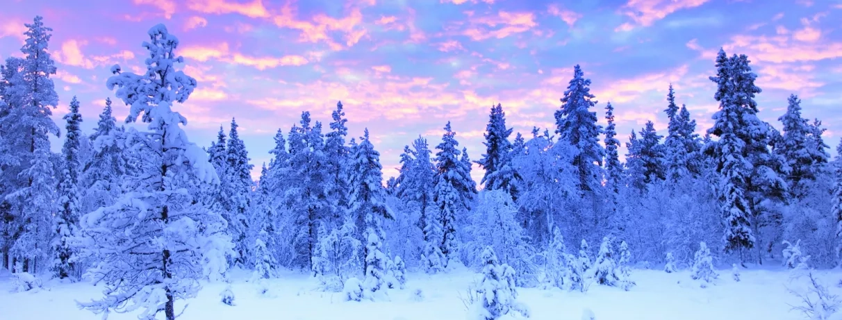 forêt enneigée avec les couleurs du coucher du soleil au ciel 
