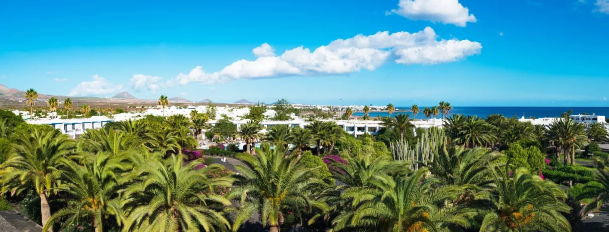 Un paysage ensoleillé surplombant des palmiers avec l'océan bleu.