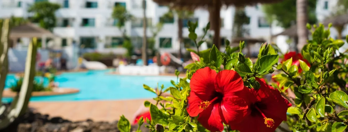 Un gros plan sur des fleurs d'hibiscus rouge, et en arrière-plan la piscine et l'hôtel.