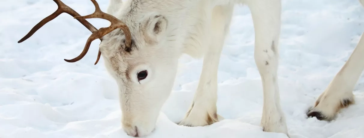 Gros plan sur tête de renne enfouie, neige blanche