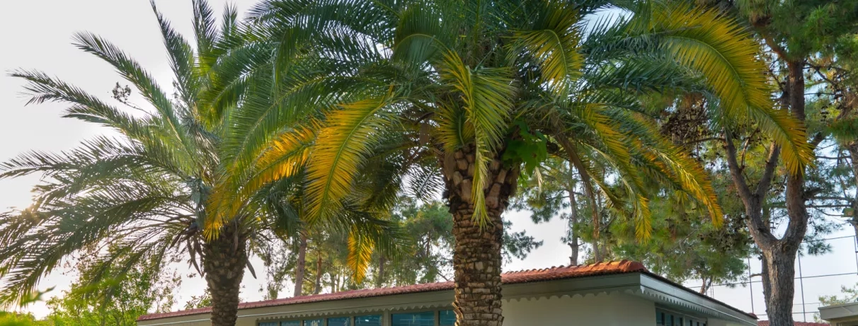 vue sur des palmiers