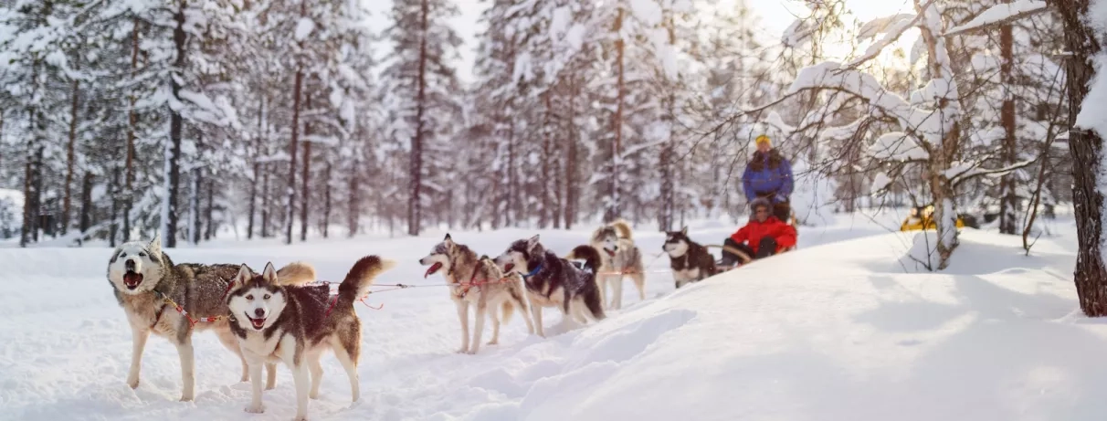 Activité traîneau chien, forêt enneigée, arbres avec neige