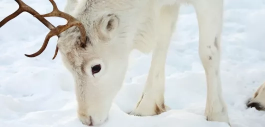 Gros plan sur tête de renne enfouie, neige blanche