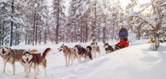 Activité traîneau chien, forêt enneigée, arbres avec neige