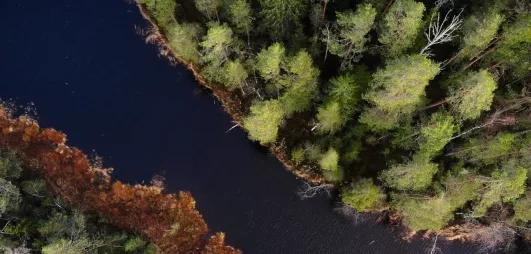 Vue aérienne d'une rivière entouré de grands arbres 