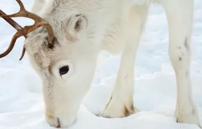 Gros plan sur tête de renne enfouie, neige blanche
