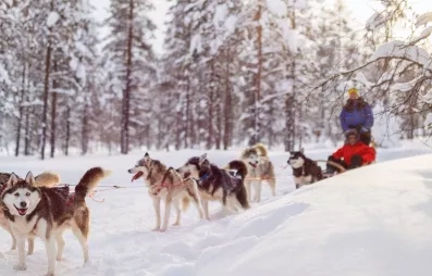 Activité traîneau chien, forêt enneigée, arbres avec neige