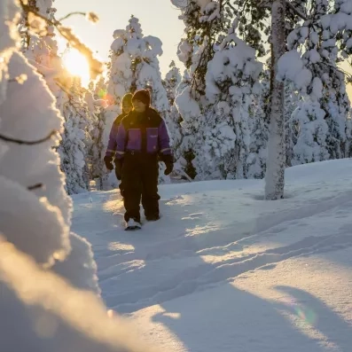 Randonnée en raquettes dans la forêt enneigée du Samperin Savotta sous le soleil de Laponie finlandaise.