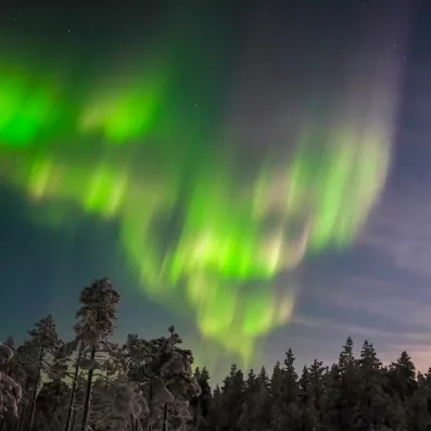 Aurore boréale verte spectaculaire illuminant le ciel nocturne au-dessus de la forêt boréale en Laponie.