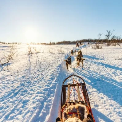 Excursion en traîneau à chiens husky sur les plaines enneigées immaculées du Samperin Savotta en hiver.