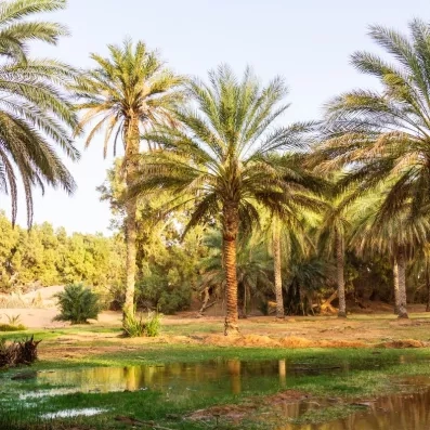 Oasis de montagne de Chebika avec ses palmiers et sources d'eau lors d'un circuit en Tunisie