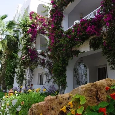 Façade blanche typique de l'hôtel Djerba Resort ornée de magnifiques bougainvilliers en fleurs roses et mauves.