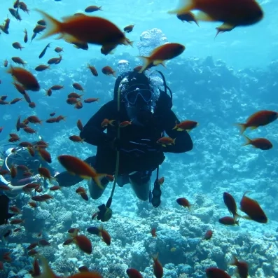 Exploration sous-marine parmi les poissons tropicaux et coraux lors d'un voyage de plongée en Egypte.