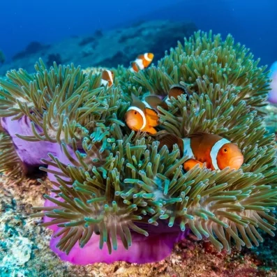 Poissons-clowns dans leur anémone, spectacle naturel typique de la faune marine à Hurghada, Egypte.