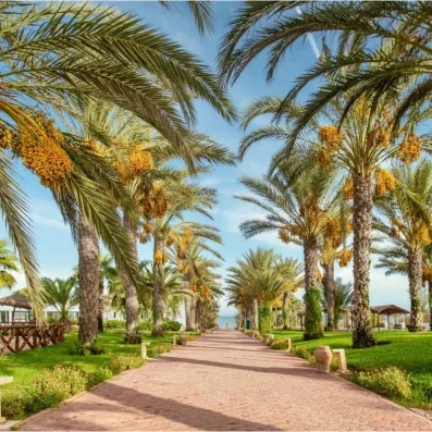 Allée pavée bordée de grands palmiers dattiers sous un ciel bleu au jardin de l'hôtel Palm Azur.