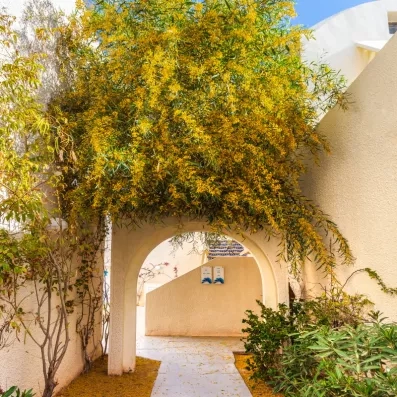 Arche blanche fleurie de mimosas jaunes éclatants menant aux jardins typiques du César Thalasso à Djerba.