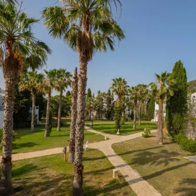 Allée de palmiers