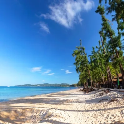 Bord de mer avec une plage sauvage bordée de grands arbres sous un ciel bleu.