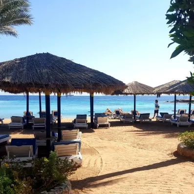 Transats sur sable fin au bord de la plage avec palmiers 