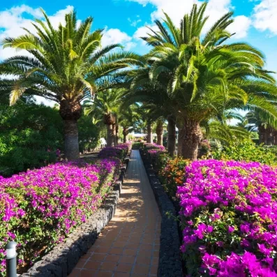 Un chemin piétonnier en bois s'enfonce dans une végétation luxuriante.