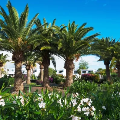Des palmiers majestueux encadrent un aperçu d'un bâtiment blanc.