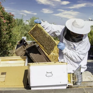 Un apiculteur en tenue de protection manipule un cadre de ruche.