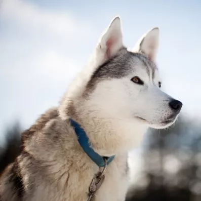 Portrait de profil d'un chien husky aux yeux marron dans un paysage hivernal ensoleillé.