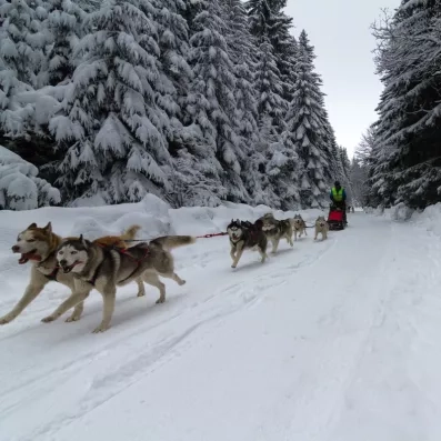 Excursion en chien de traîneau husky à travers les paysages sauvages de Sodankylä.