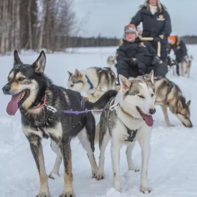 Husky de traîneau et voyageurs lors d’un safari hivernal au Grand Arctic Resort en Laponie.