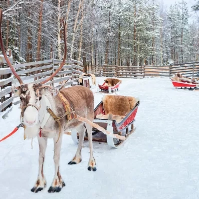 Renne et traineau traditionnel sur la neige, activité culturelle typique d'un séjour aventure en Laponie.