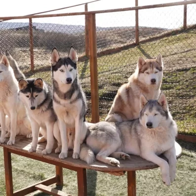 groupe de huskys assis sur une planche de bois en hauteur 