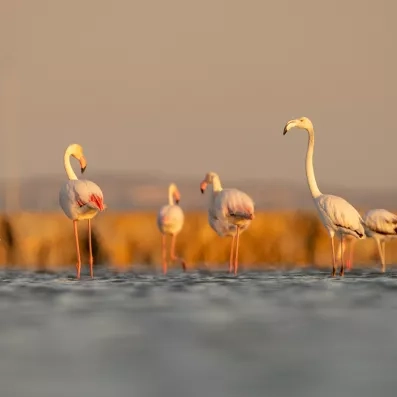 Île des Flamants roses à Djerba, réserve naturelle entre lagune, oiseaux migrateurs et paysages sauvages
