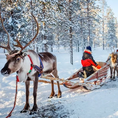 Traîneau à rennes en Laponie finlandaise, expérience hivernale authentique au cœur des forêts enneigées