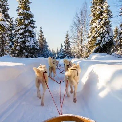 Traîneau à chiens en Laponie, aventure nordique en pleine nature enneigée de Finlande