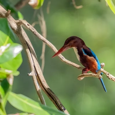 Parc national de Sirinat à Phuket avec en premier plan un oiseau tropical coloré sur une branche