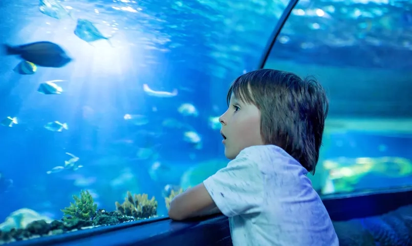 Activités à faire avec les enfants à Majorque : aquarium, plages, nature et loisirs en famille aux Baléares. Enfant contemplant un aquarium