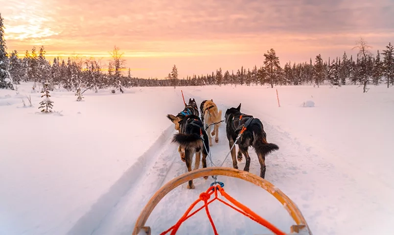 chiens de traineau tirant un traineau
