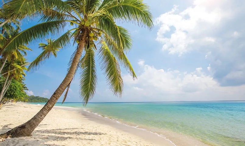 Cocotier sur une plage de sable blanc