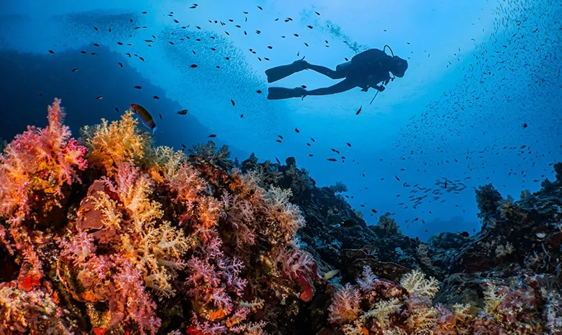 Plongeur avec au premier plan du corail